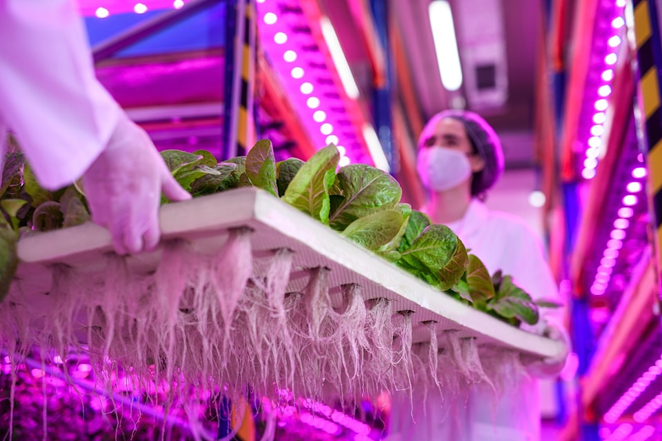 Headquartered in Surrey, the B.C. Centre for Agritech Innovation (BCCAI) supports farmers, producers and small and medium enterprises (SMEs) in meeting their innovation needs.