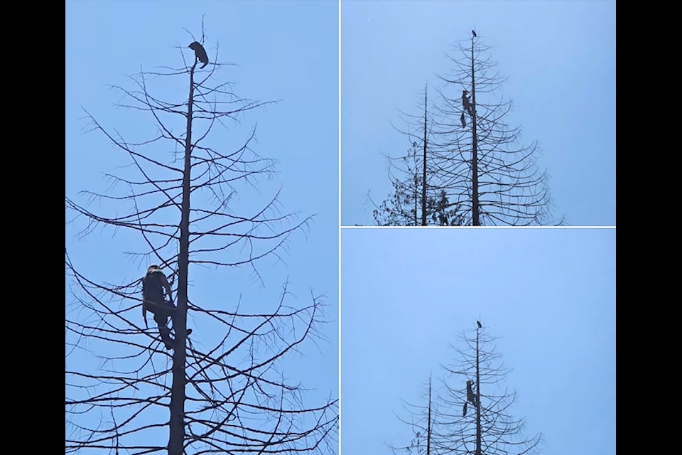Cat stuck at the top of a tree in Newton on Monday, June 2, 2025.