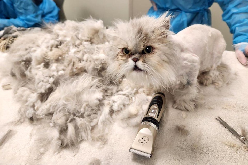 One very matted cat after a shave by caretakers with BC SPCA.  