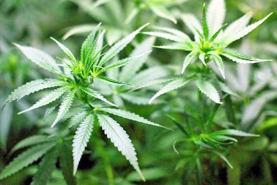 200610-snw-m-cannabis1
