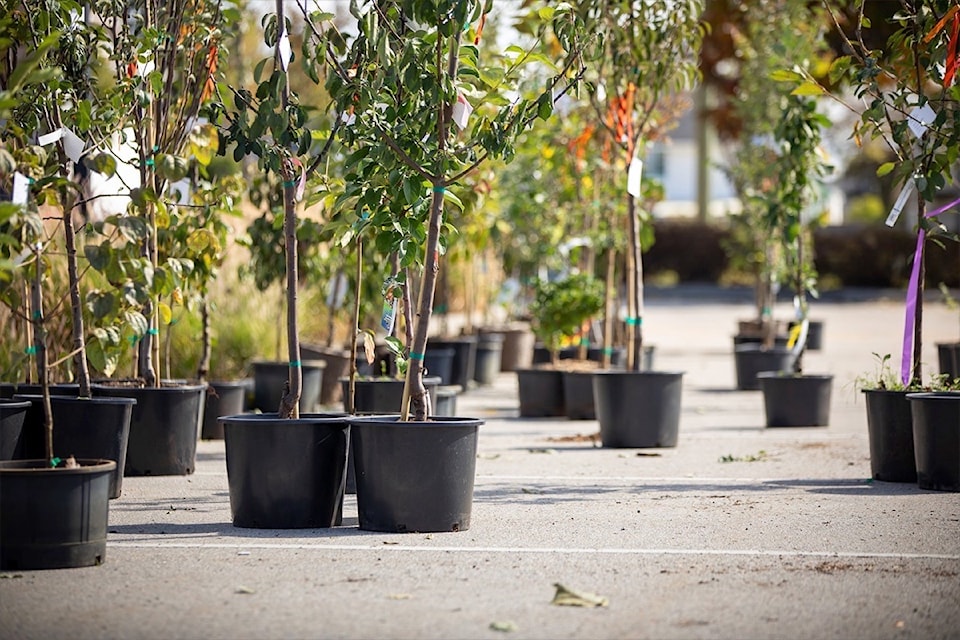 250214-snw-m-cos-tree-sale-2023-142