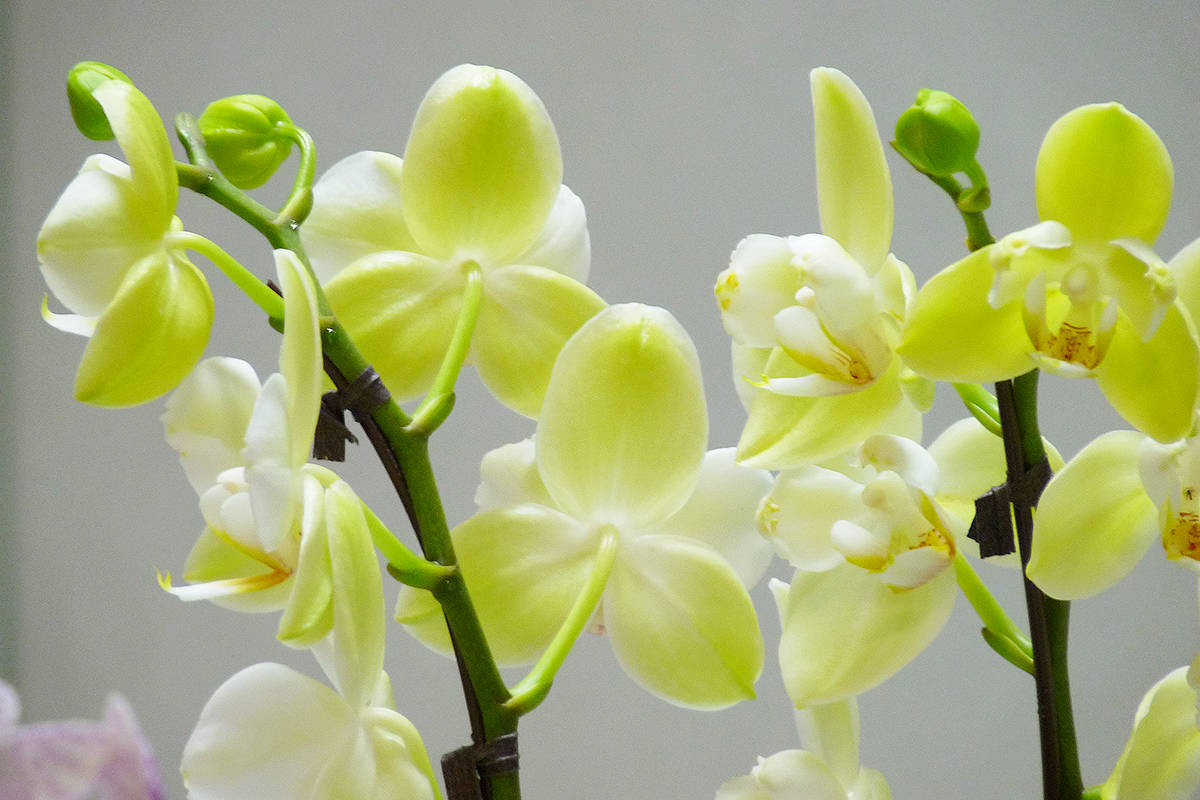 8937030_web1_171015-LAT-orchids-small