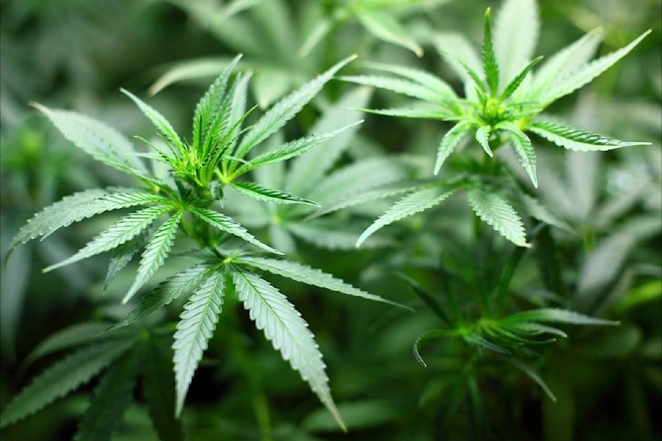 9025717_web1_Cannabis-Seedling-Marijuana