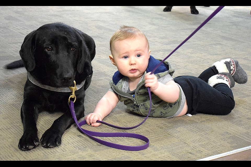 Landon, six months, hanging out with Ella, a therapy dog, at the Sylvan Lake Municipal Library on Jan. 18. Animal Assisted Therapy Alberta brought a dozen dogs to the library on Friday night for Canine Assisted Therapy. Photo by Kaylyn Whibbs/Sylvan Lake News