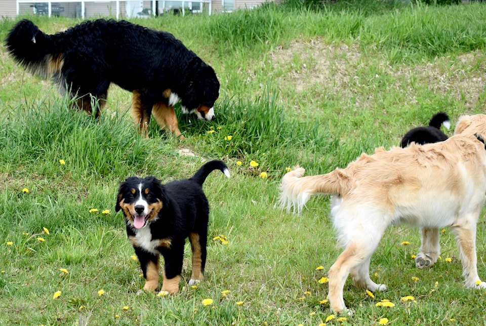 32287864_web1_20200611-SLN-DSL-DogFriendly-SylvanLakeOffLeash_1