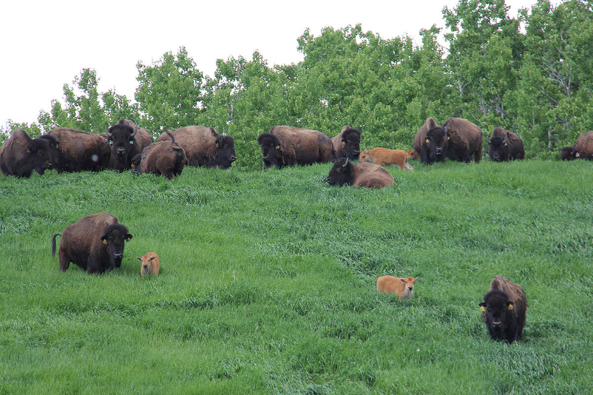 Healthy green pastures are possible, even in an August drought. 20cm of grass cover can reduce soil surface temperature to 8 degrees Celsius below the air temperature, helping to retain soil moisture. Photo submitted by Ranch Gate Market.