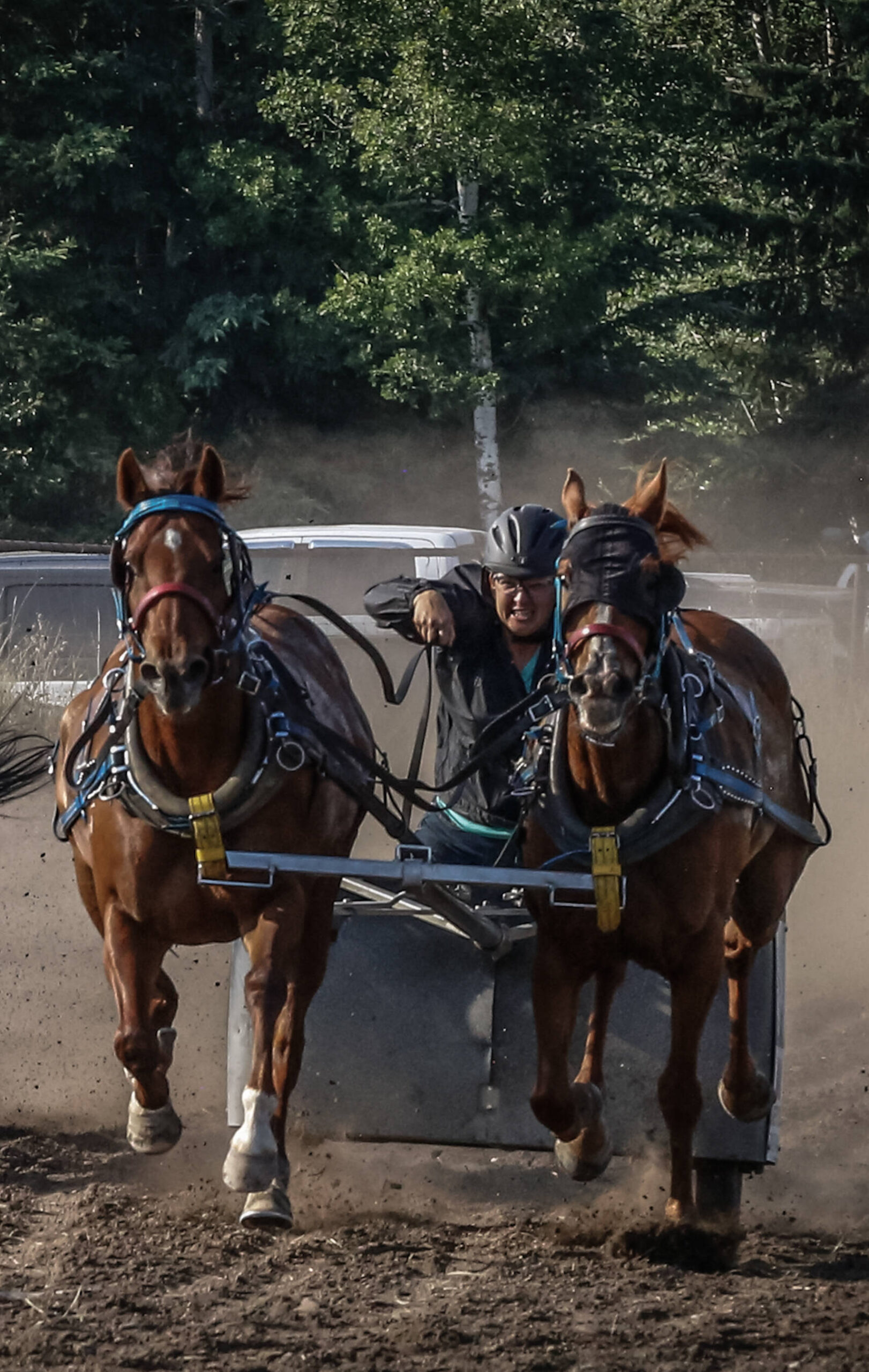 Bashaw chariot racer returns to sport after decade away Sylvan Lake News