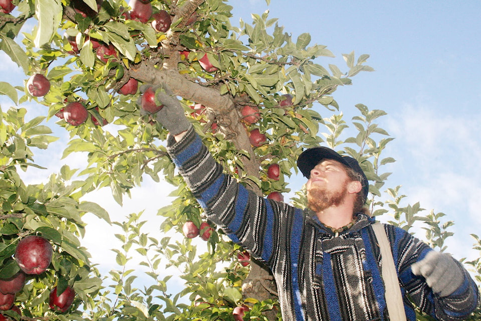 An orchard worker picks Red Delicious apples from an Okanagan orchard. Many fruits in Canada are now ripening. (Black Press file photo)