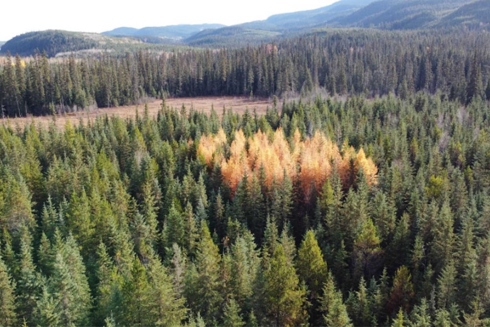 bulkley-valley-forests