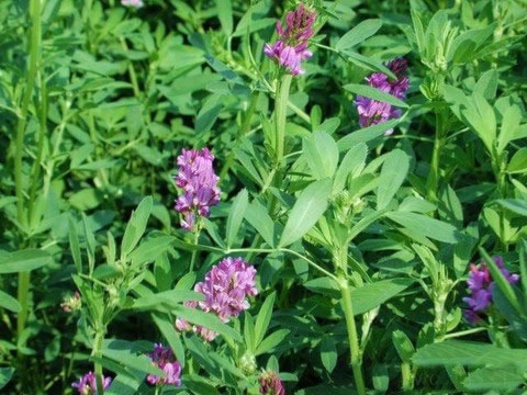 23945terracealfalfa-plant