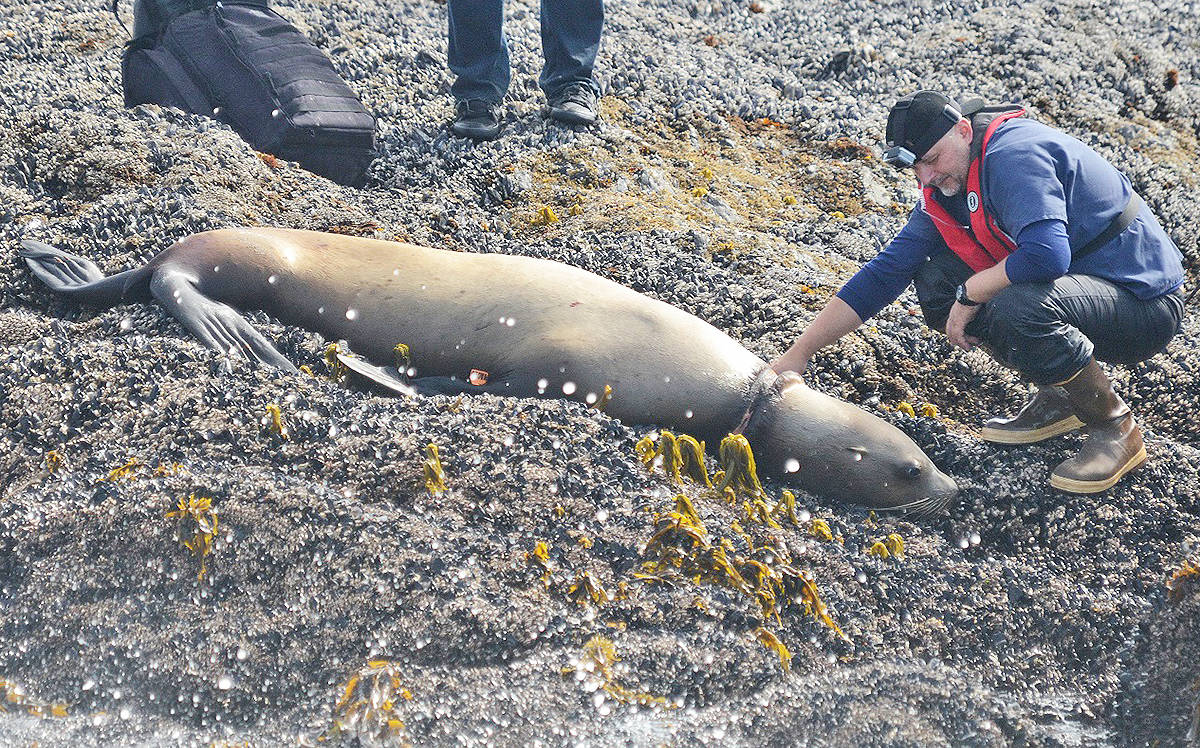 VIDEO: Entangled sea lion rescued near Tofino