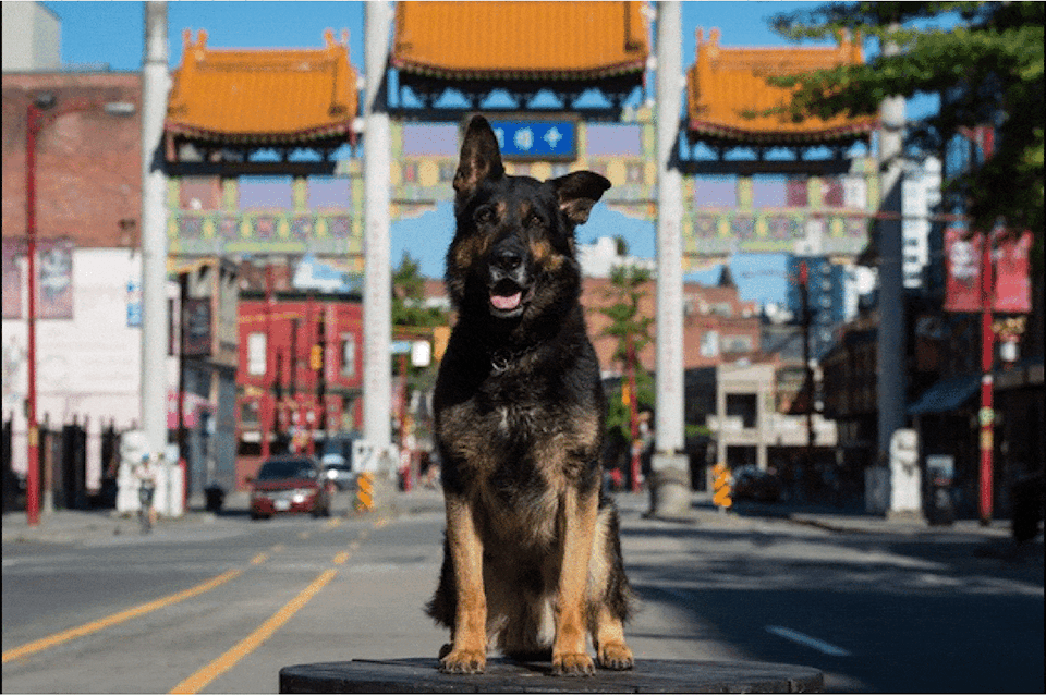 Year of the Dog Vancouver Police dog charity calendar now on sale