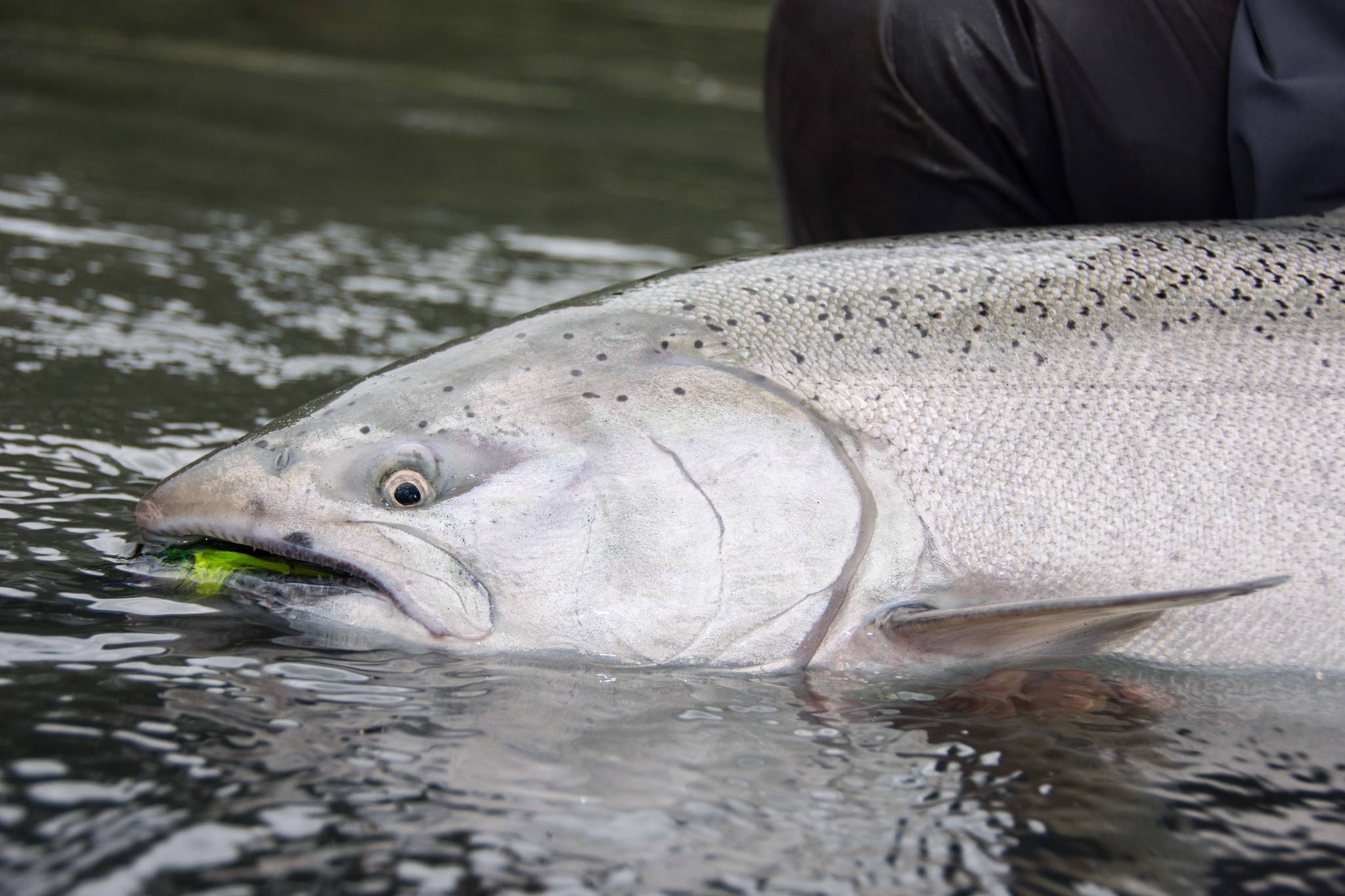 12438744_web1_180628-tst-open-letter-salmon-skeena-catch-release_3