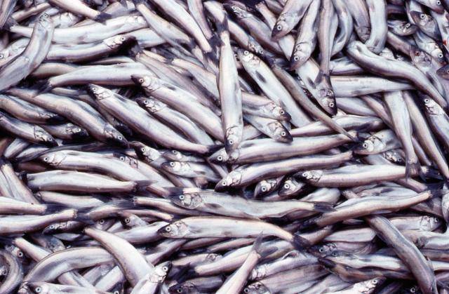 This small smelt-like fish called saak or oolichan (the saviour fish) are known for their critical role in feeding Nisga’a people in the new year. They are are also prized for their oil. (Nisga’a Lisims Government / Gary Fiegehen)