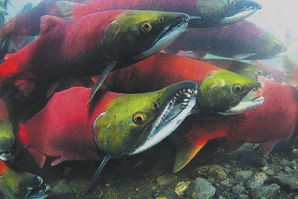 23443154_web1_201203-PRU-Species-At-Risk-Fed-Funding-sockeye_1