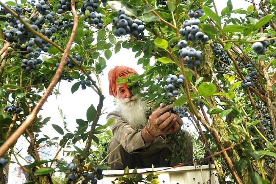 25351521_web1_20210531-BPD-MRN-blueberry-picker-corbett