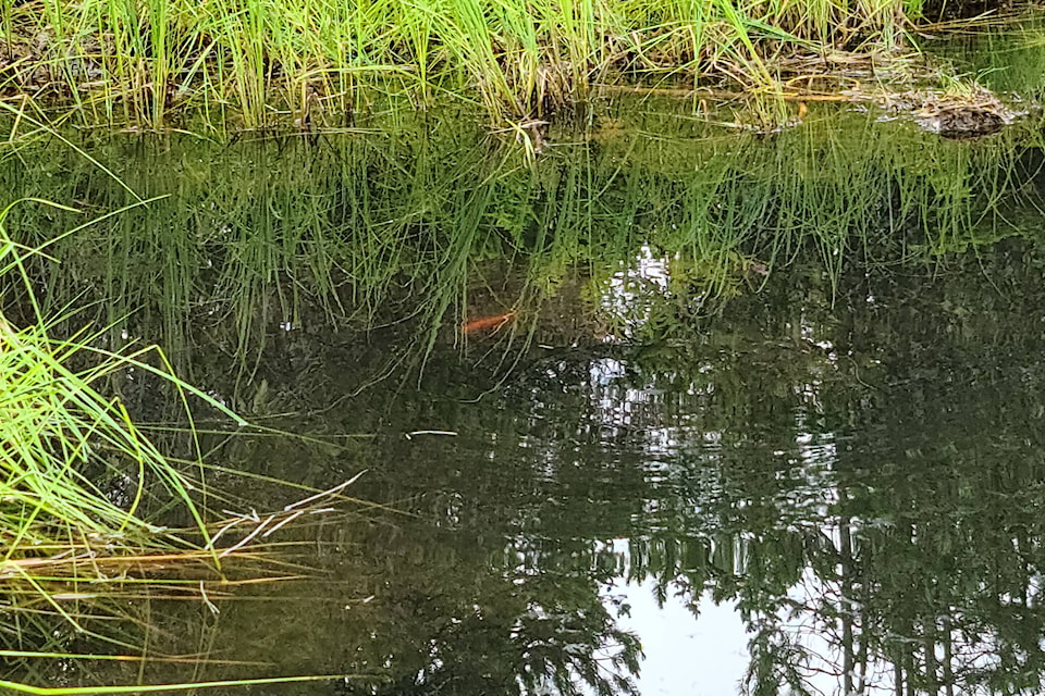 25805696_web1_210722-TST-lost-lake-goldfish-swimming_1