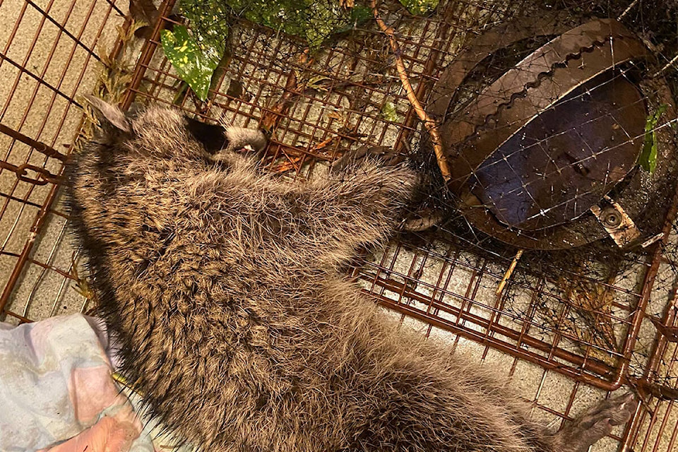 A female raccoon dragging a leg trap is sedated for examination at the Wild Animal Rehabilitation Centre in Metchosin. It was later put down. (Courtesy Wild ARC)