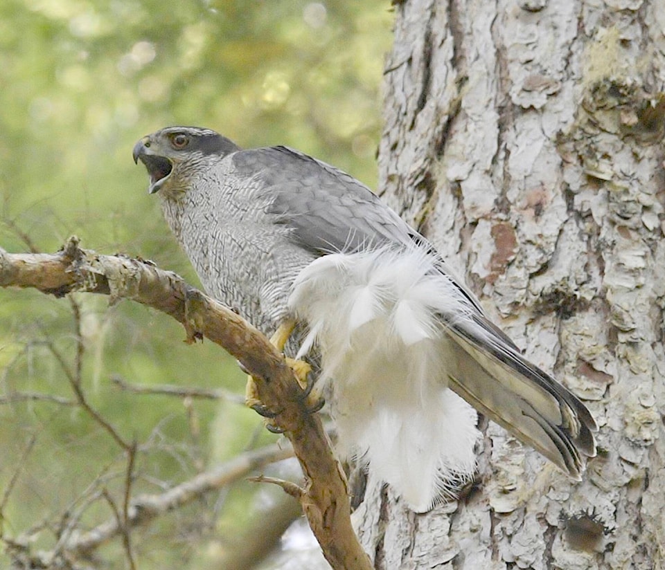 27417684_web1_Goshawk