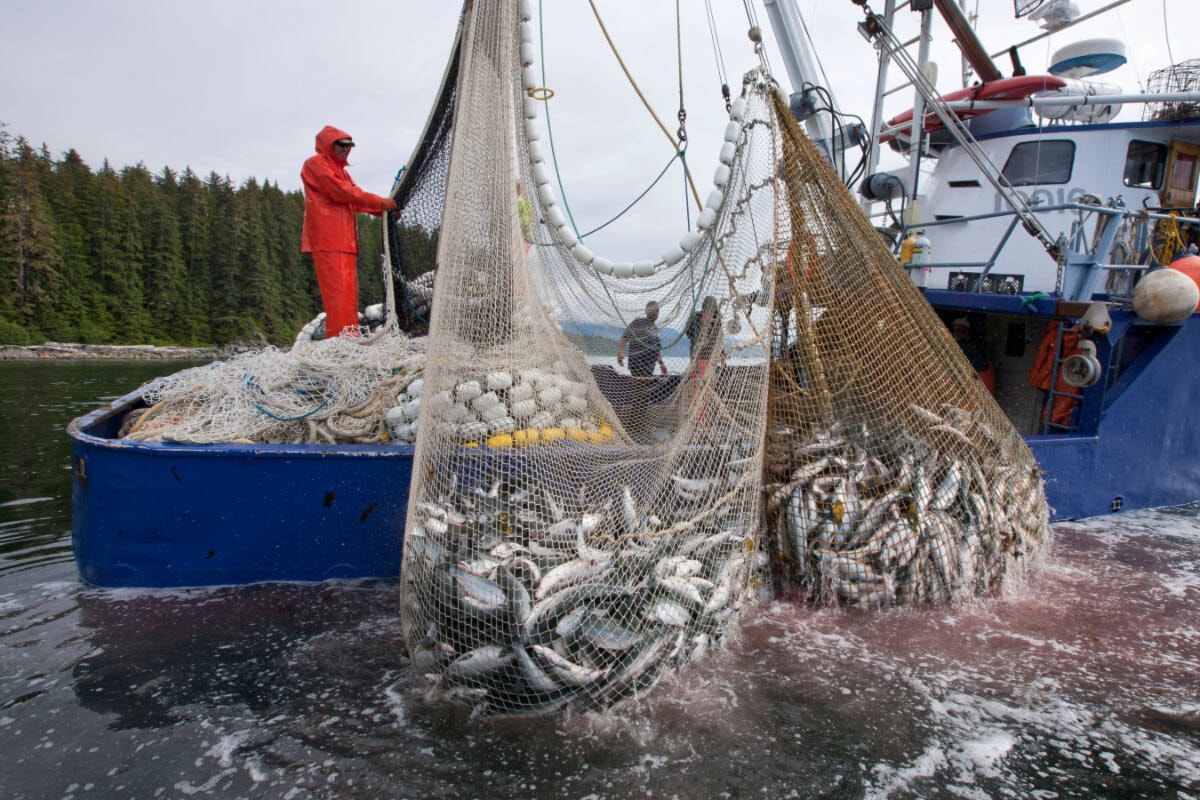 Alaska harvests millions of salmon bound for B.C. and North Coast - Terrace  Standard