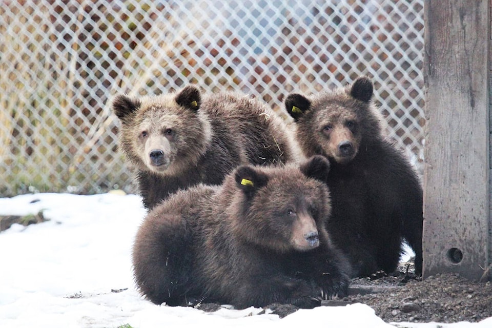 So far Northern Lights Wildlife Society has received five grizzly bear cubs from Bella Coola this year (NLWS photo)