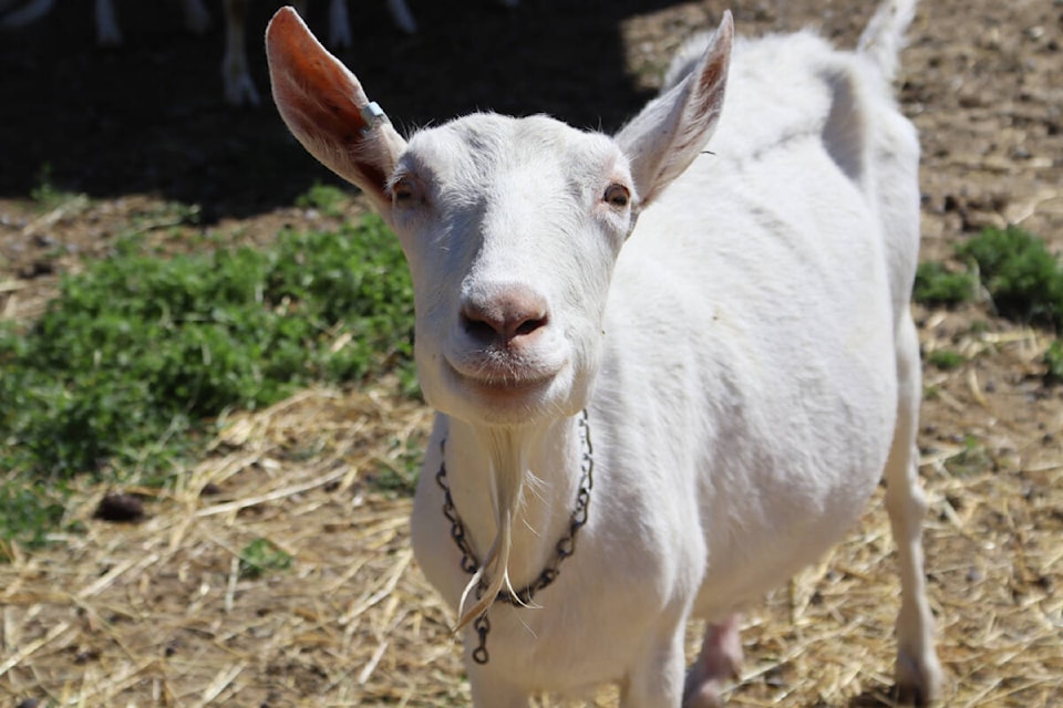 Goats at Graham Acres Homestead & Creamery, a family-run, micro-dairy farm in Terrace, on June 27. (Hunter Wild/Black Press Media)