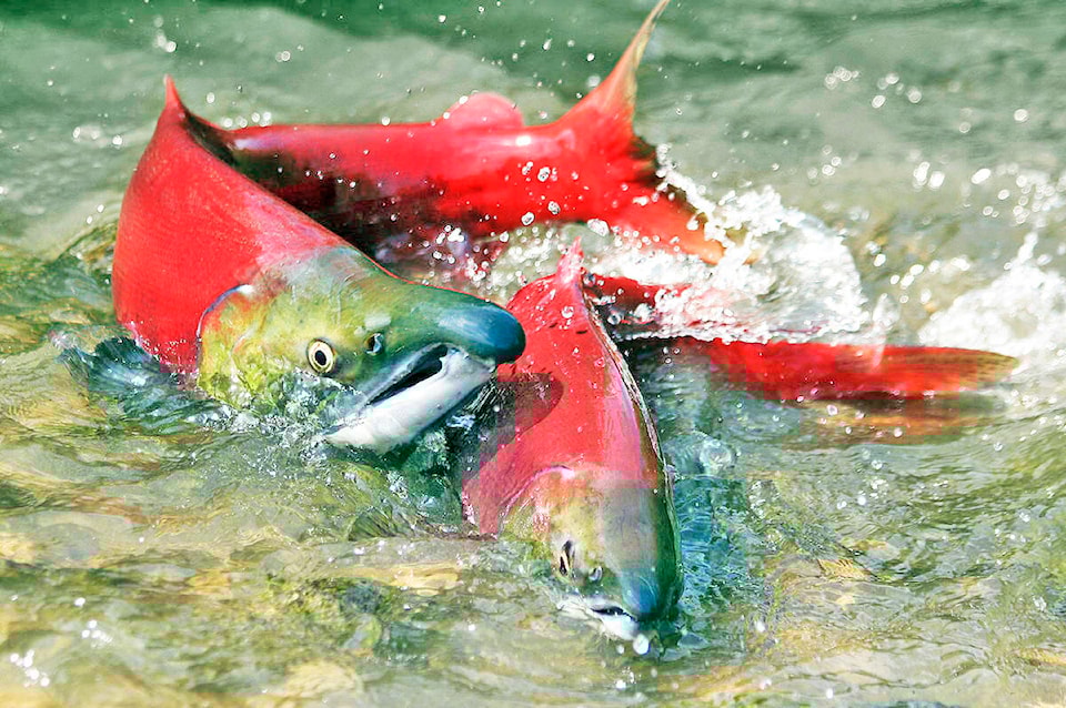 33429207_web1_Sockeye1