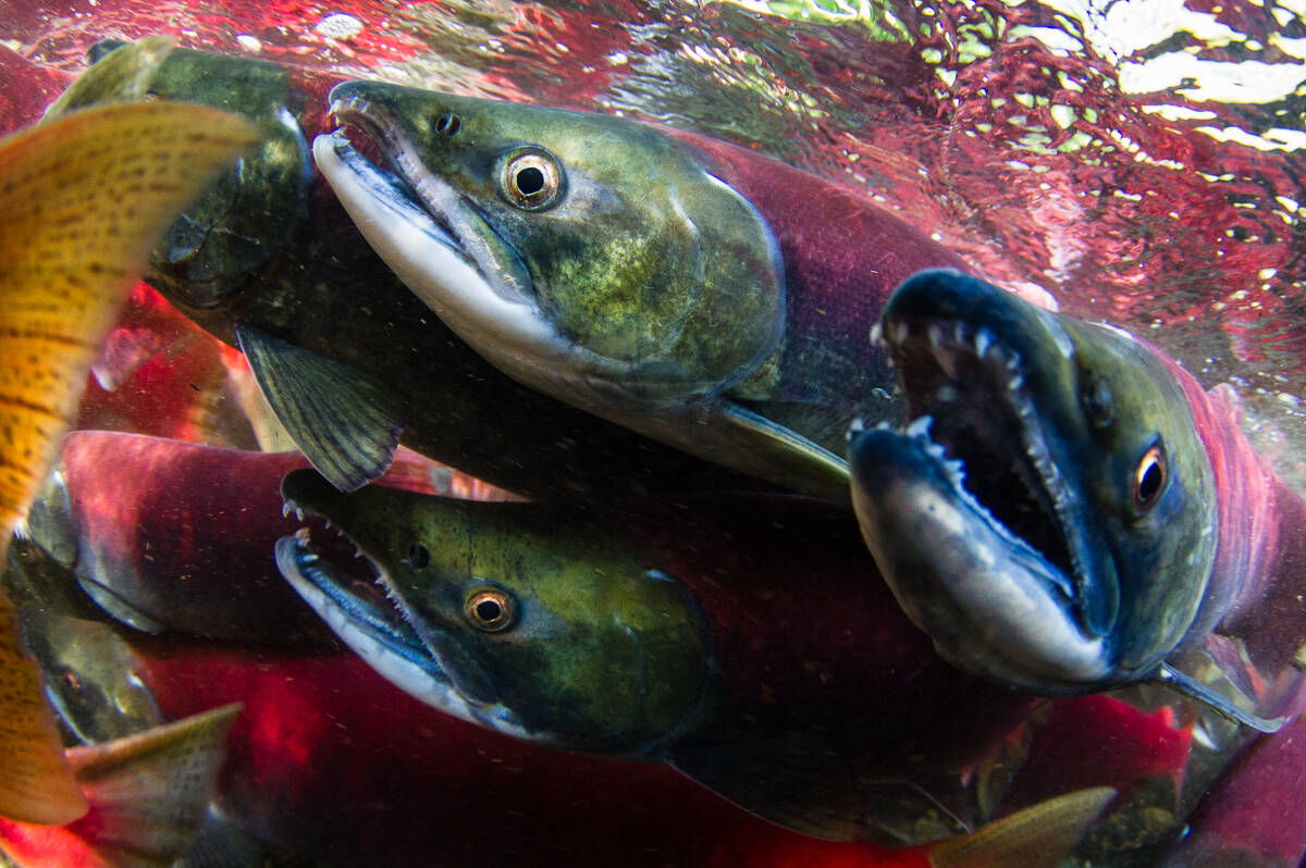 Sockeye salmon daily limit reduced in select Skeena River areas until  mid-September - Terrace Standard