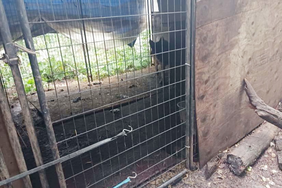 B.C. SPCA animal protection officers have seized 43 German shepherds from an "irresponsible breeder," who was housing them on a property southeast of Prince George.