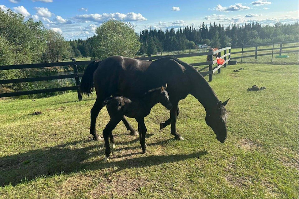 Spirit and her foal Journey. Spirit was found on the side of a logging road near Fort St. John, with lesions all over her skin that were raw in some places.