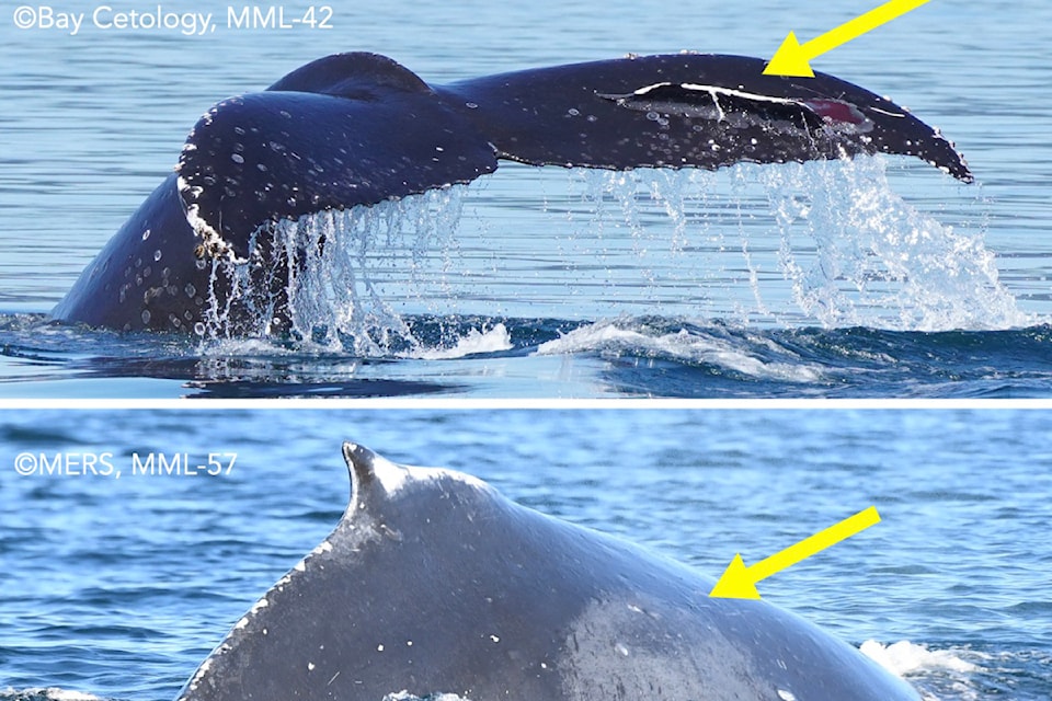240902-bpd-humpback-strike