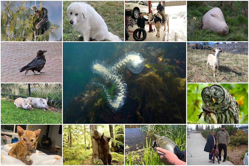 241219-bpd-2024-top-animals-1