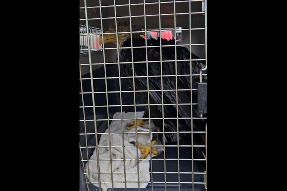 On July 29, Delta-based Orphaned Wildlife Rehabilitation Society rescued a bald eagle that was hit by a suspected train.
