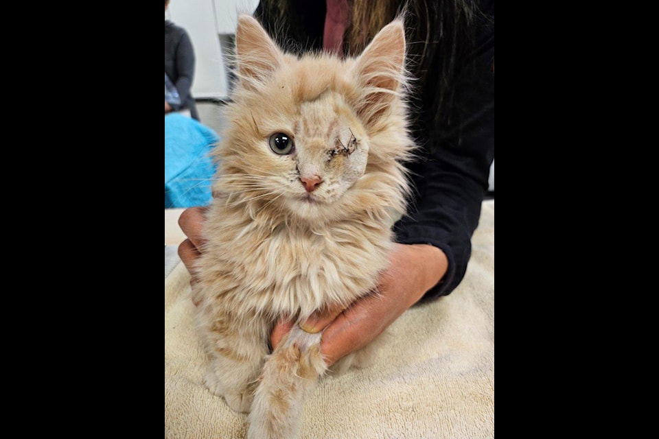Ten-week-old kitten, Mike Wazowski, is recovering at the B.C. SPCA on the Sunshine Coast after a dog attack led to his eye having to be surgically removed.