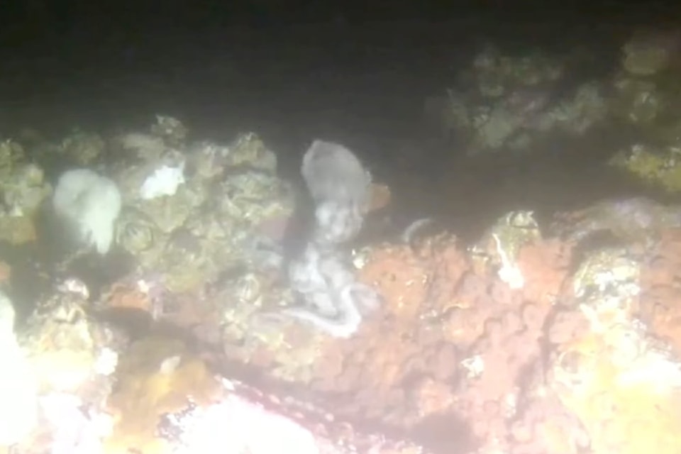 241122-avn-octopus-bamfield