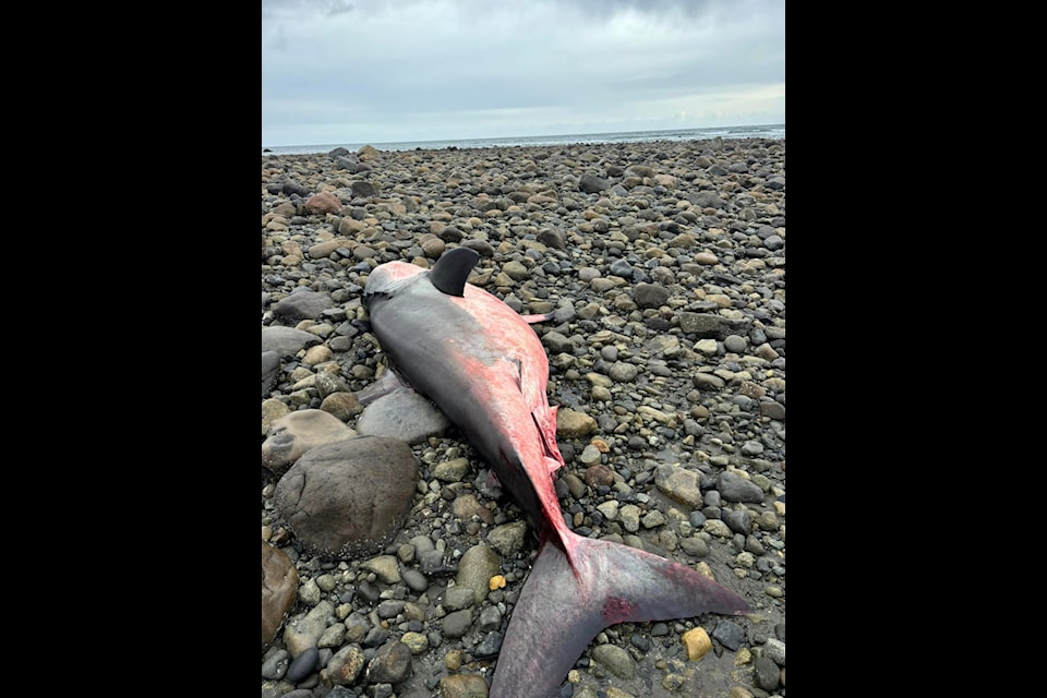 The Department of Fisheries and Oceans Canada was alerted to a dead great white shark on Haida Gwaii for Oct. 10, 2024.
