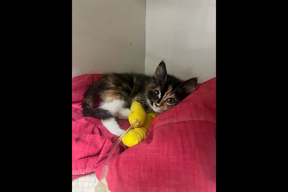 An 11-week-old kitten, now named Cola, found on the side of a rural road in northern B.C. is awaiting surgery to have her leg amputated, the B.C. SPCA says.