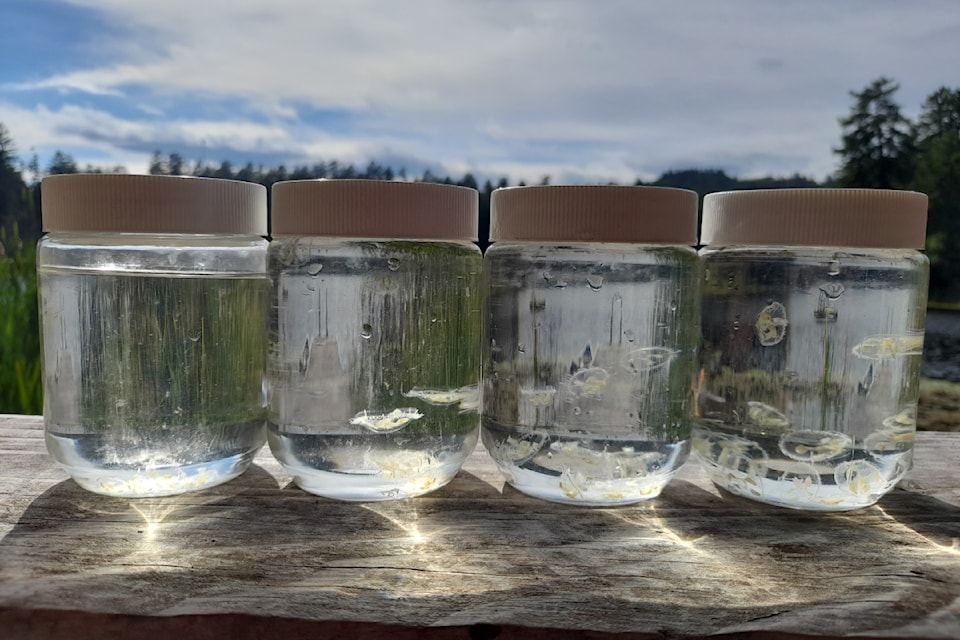 ubc-invasive-jellyfish