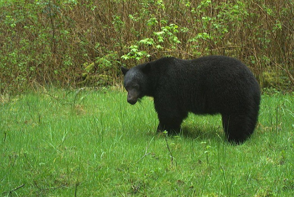 bear-long-beach