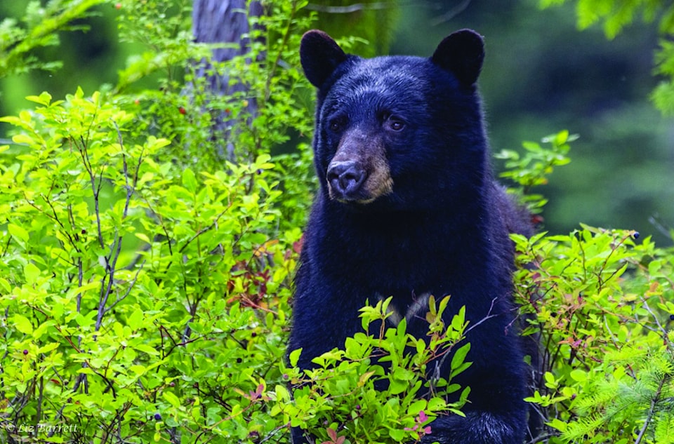 bear