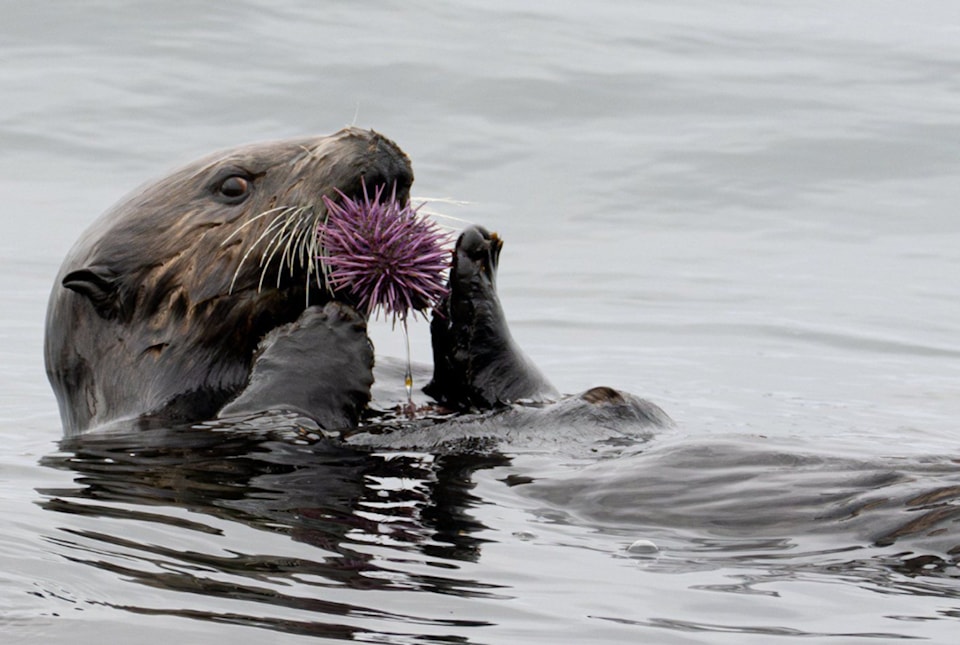 otter