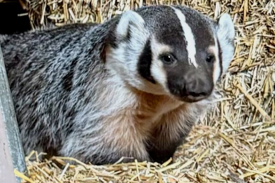250707-bpd-orphaned-badger2