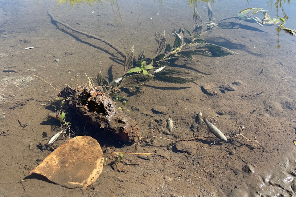 Dead salmonids at Ford Creek in Chilliwack, pictured in July 2023.