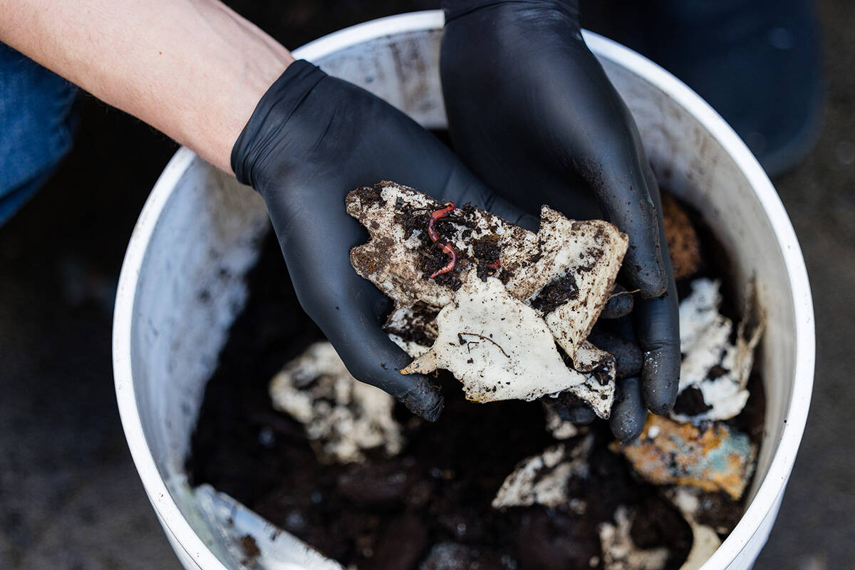 A compost bin shows broken down pieces of takeout containers made from Bioforms bioplastic. (Credit: Kai Jacobson/UBC Applied Science)