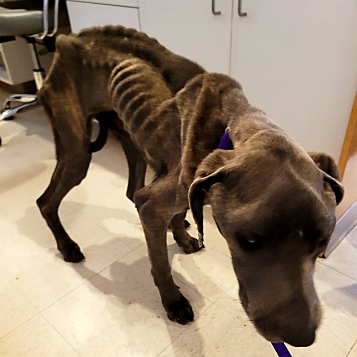 The BC SPCA seized 15 starving dogs from a Cane Corso breeder in Clearwater Jan. 11. (BC SPCA photo)