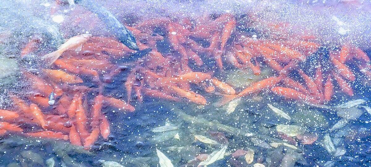 Goldfish under the ice at Munson pond in Kelowna. (Wendy Eiler/Photographer)