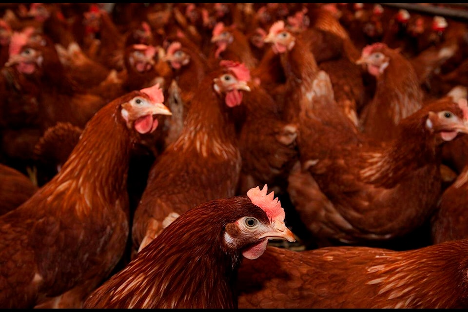 Free range chickens are seen in Abbortsford, B.C. Monday, March 28, 2011. THE CANADIAN PRESS/Jonathan Hayward