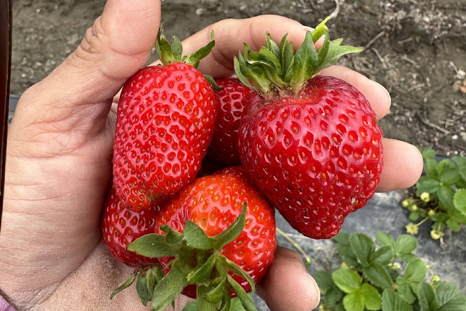 The Lower Mainland is home to several strawberry farms, including Shoker Farms. (Bill Shoker/Special to Black Press Media)
