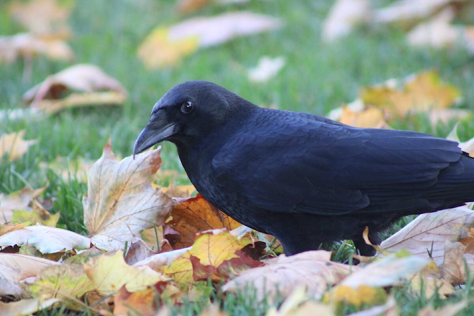 34298544_web1_231020-vne-owls-and-crows--_1