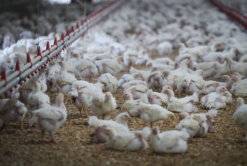 34625570_web1_231122-CPW-avian-flu-BC-farms-farm_1